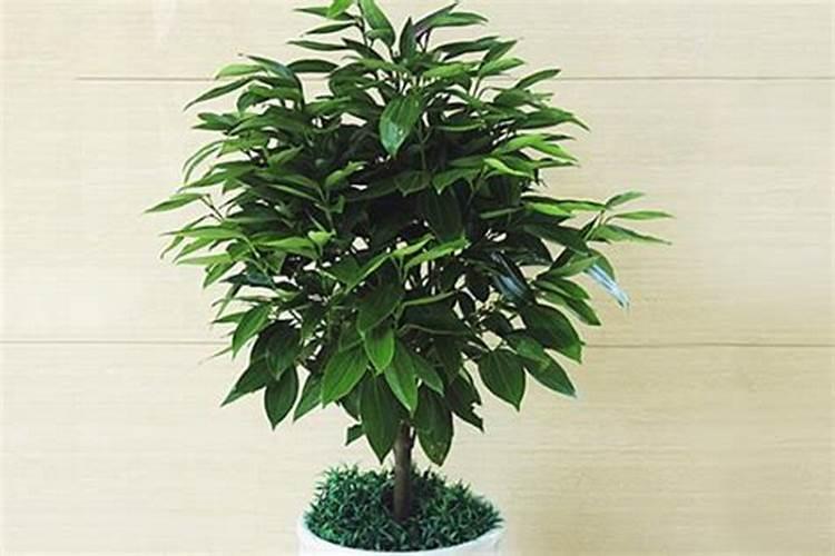 西红柿烂果怎么办？