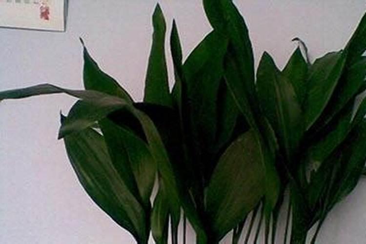 什么是氮肥,氮肥属于哪种肥料