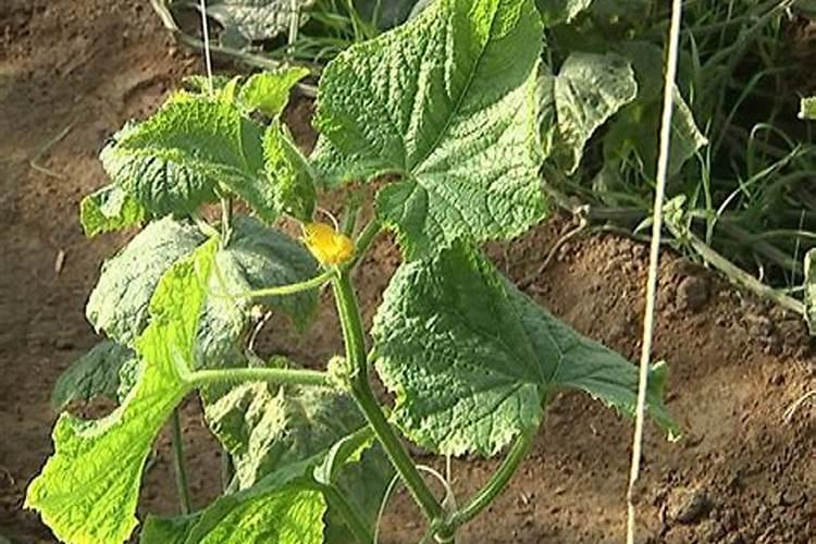 什么肥能促进茶叶树生长