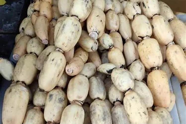 莲藕为什么要下锌肥和硼肥