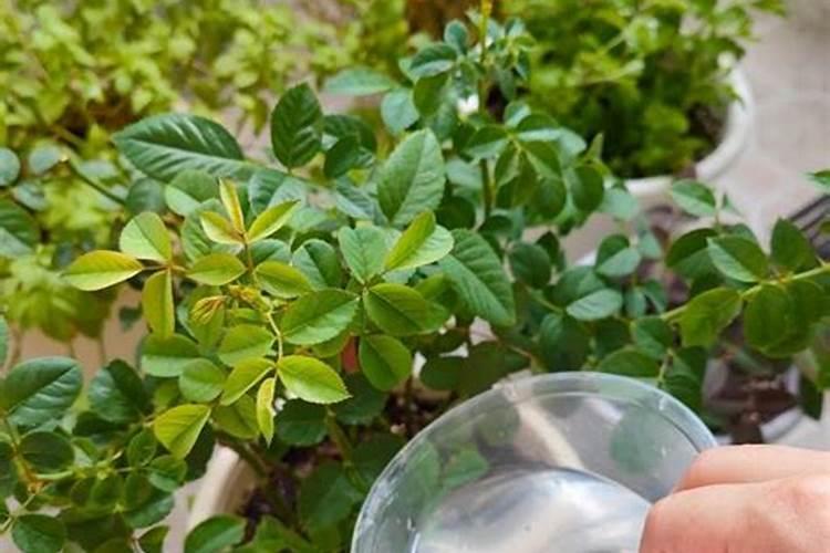 幸福树天天叶面喷水好吗