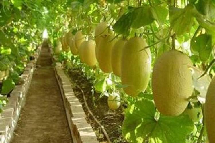 露地哈密瓜种植技术管理 如何施肥浇水