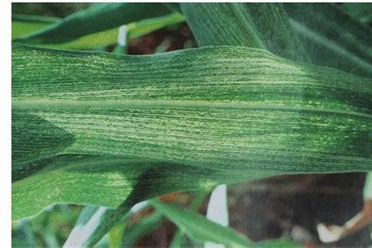 玉米不长,红叶是什么原因？