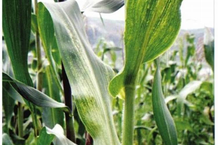 高抗矮花叶病和粗缩病的玉米品种？