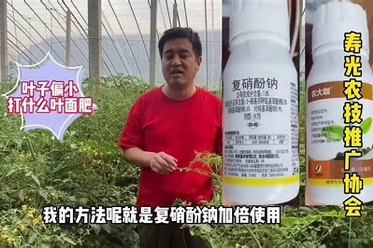 苹果树刚打完药第二天在打叶面肥可以打吗