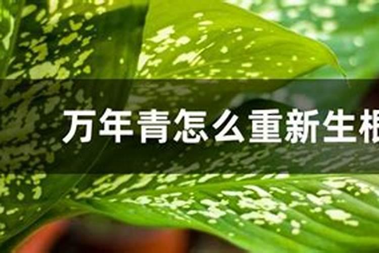 广州万年青怎么养才能爆盆