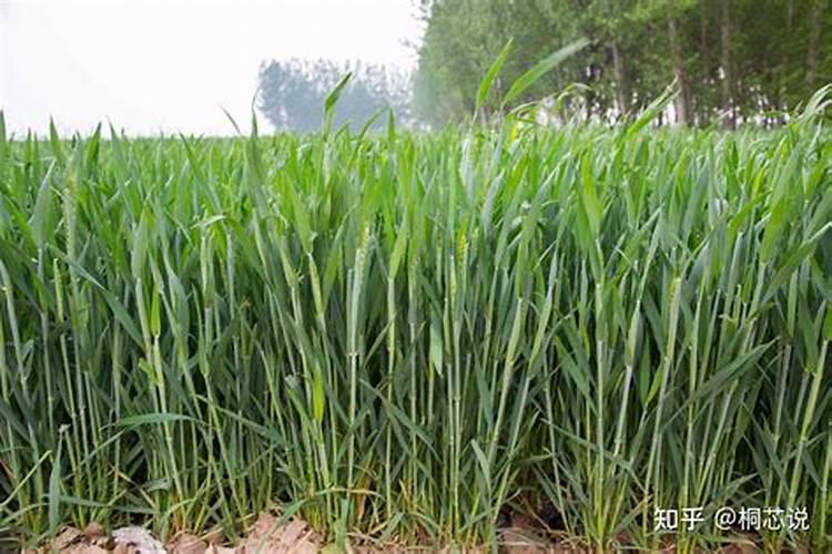 老师种小麦用什么肥料做底肥好？