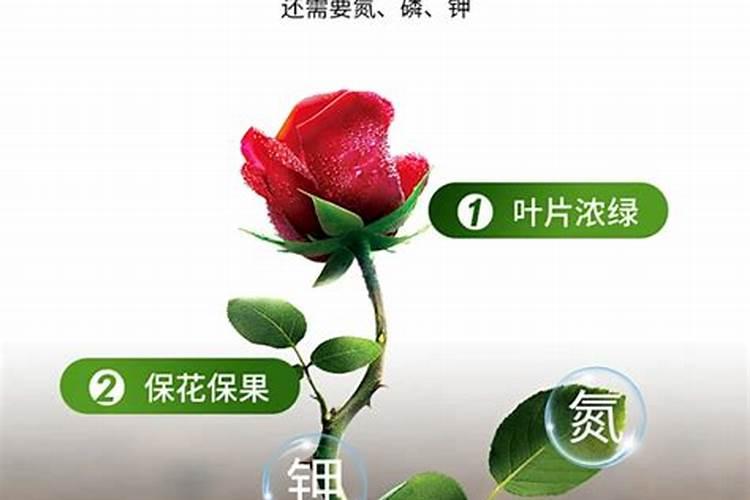 樱桃种植施肥需要注意什么