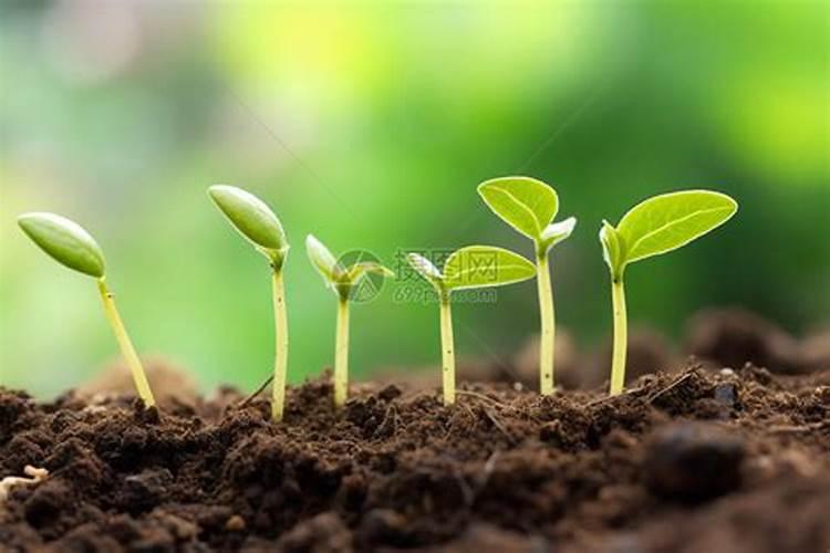 葡萄苗期用什么肥料好