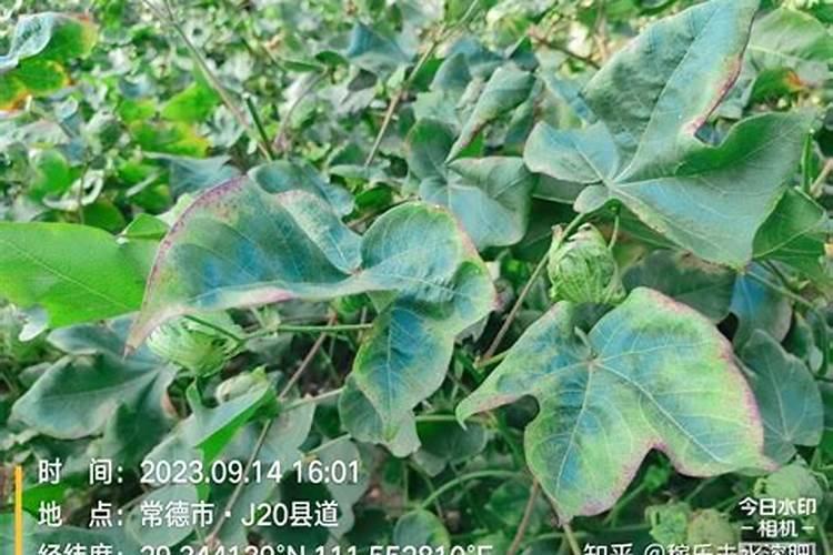 如何科学施用镁肥？