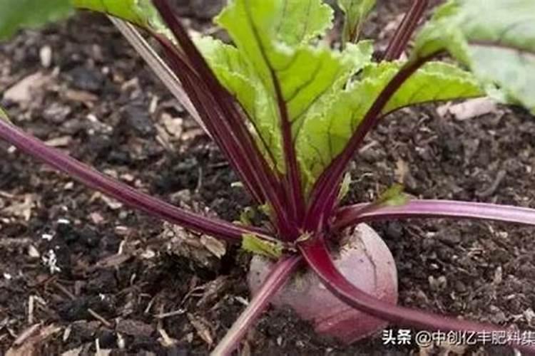 水果蔬菜需要哪些肥料