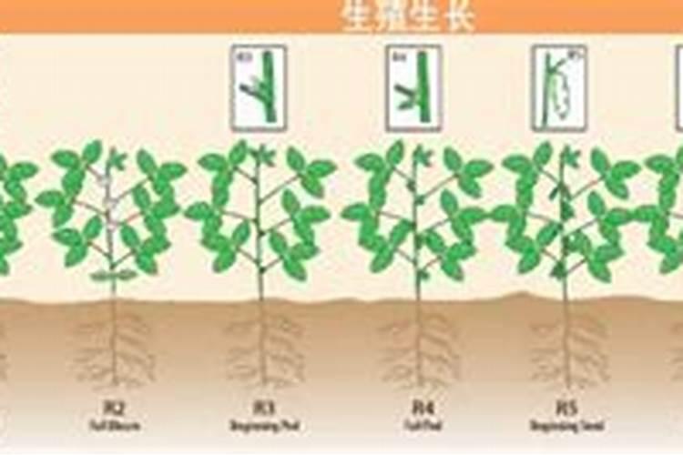 磷肥的正确使用方法