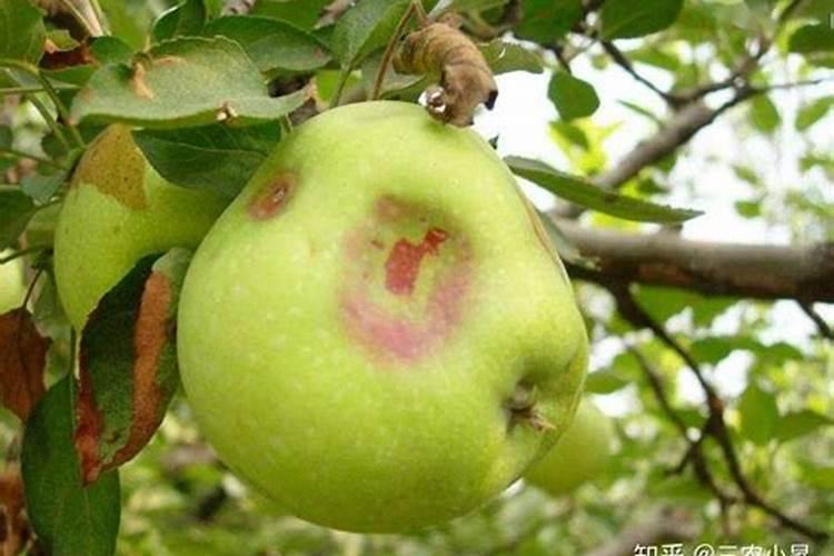 果树施硼肥怎么操作？果树施硼肥有什么用？