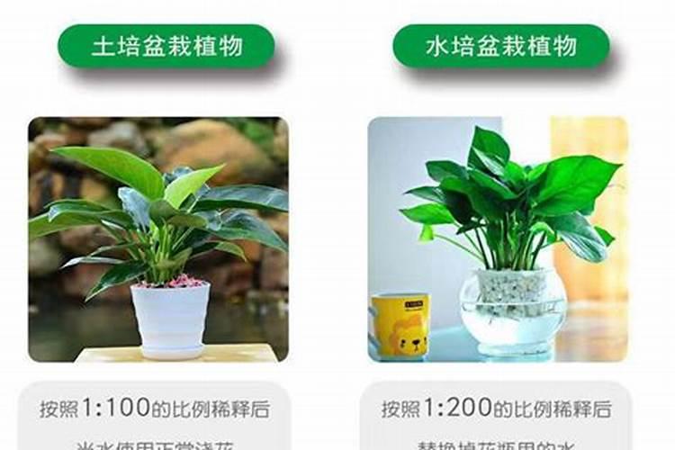 月季用深盆还是浅盆好