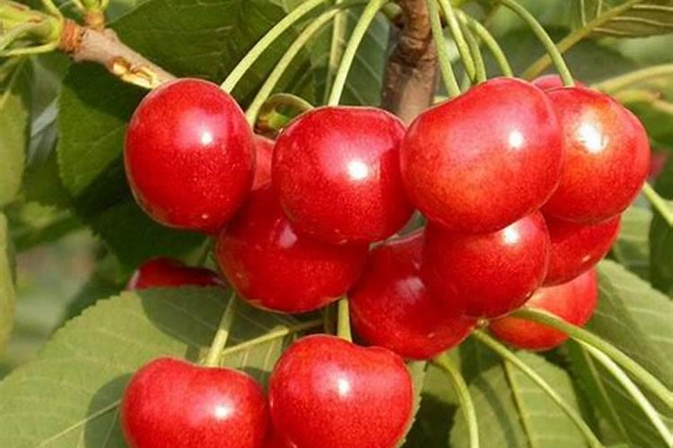 樱桃树怎样促进花芽分化,需要用什么肥料？