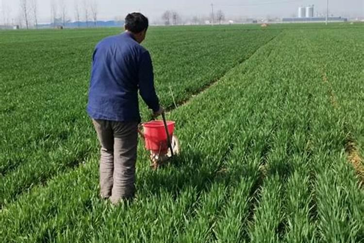 种小麦施什么肥料好？