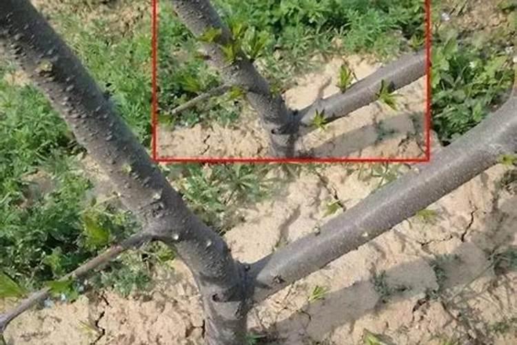 桃树可喷施硝酸镁叶面肥吗