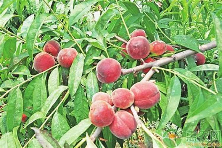 桃树的叶面肥有哪些