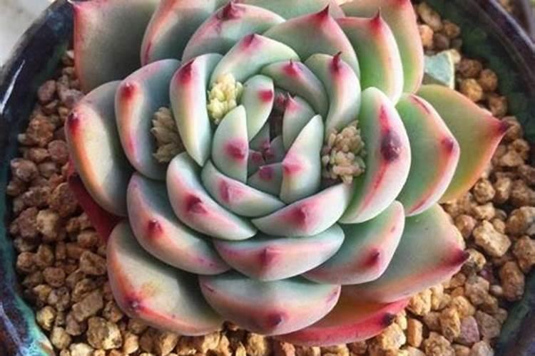 茶叶树怎么种植方法