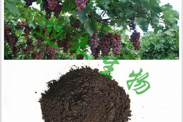 葡萄春天什么时候补硼肥锌肥