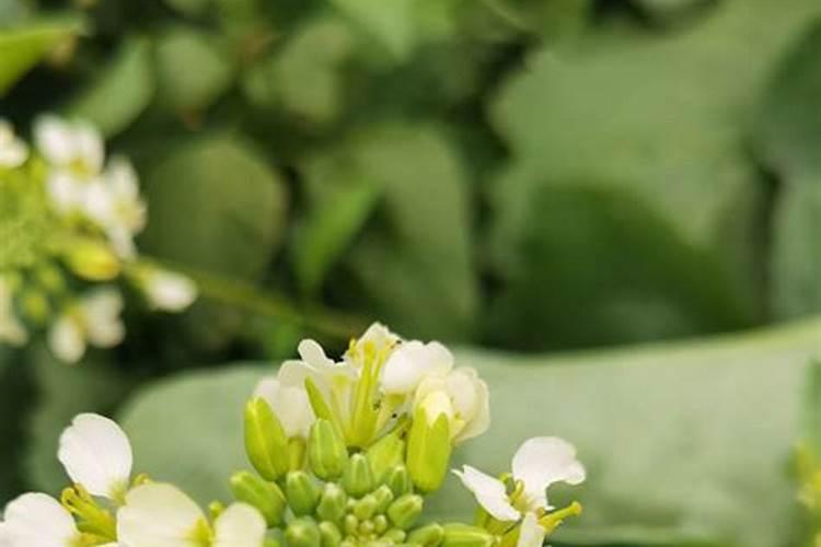 油菜追施应该在哪个阶段？给油菜浇水要注意什么呢？