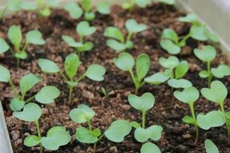 胡萝卜施什么肥最好