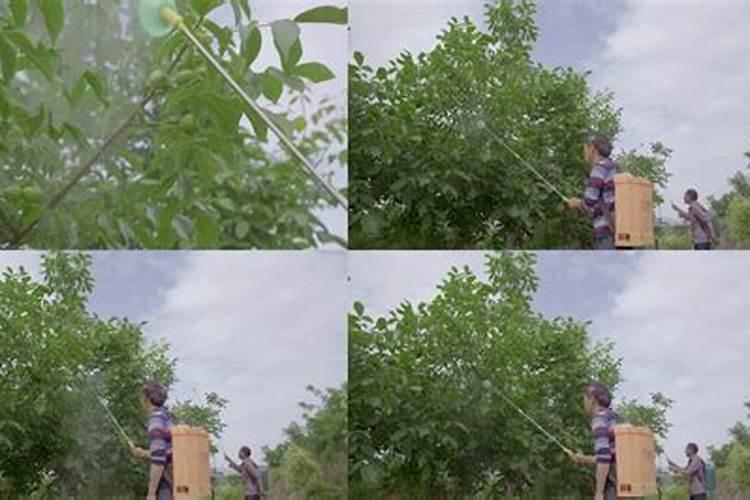 艾花硼肥核桃树什么时候喷最好