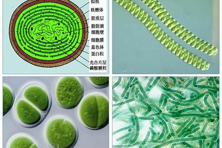 蓝藻—补磷还是控磷？