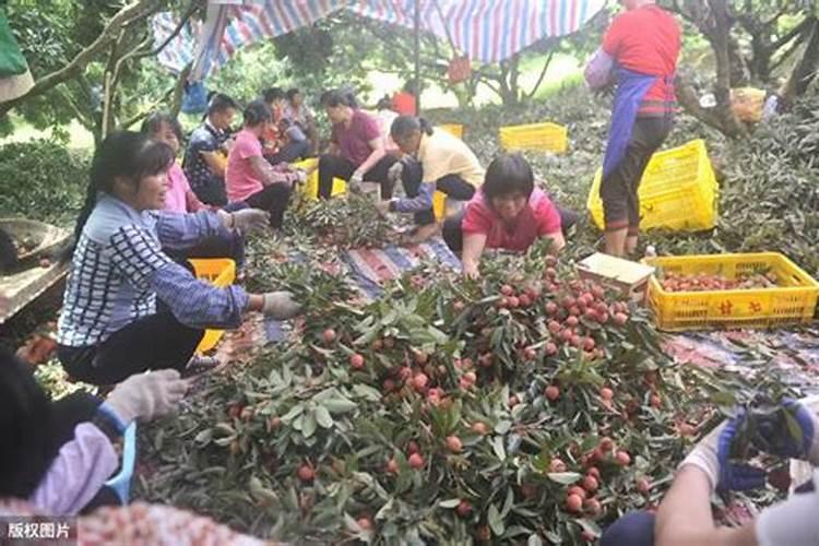 荔枝保果最有效方法