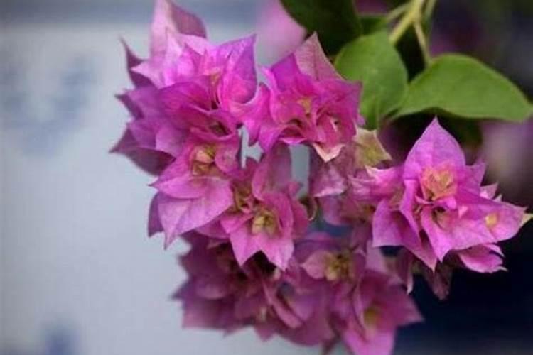 这是什么土,可以养花吗？