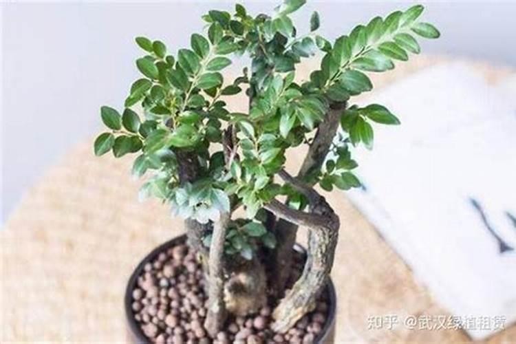 小叶紫檀盆景施什么肥