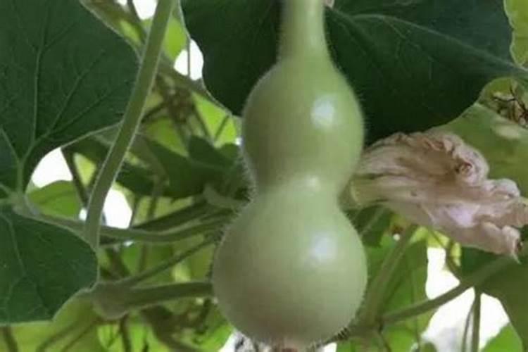 氨基酸水溶肥的危害,与腐殖酸哪个好