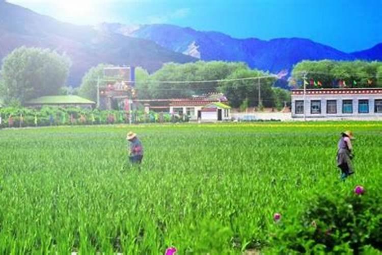 水溶肥做叶面肥用量多少