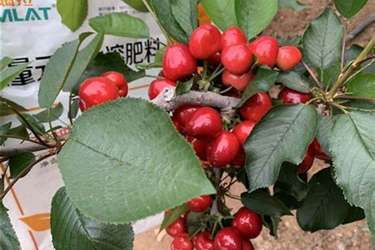 水溶肥果树灌根正确方法