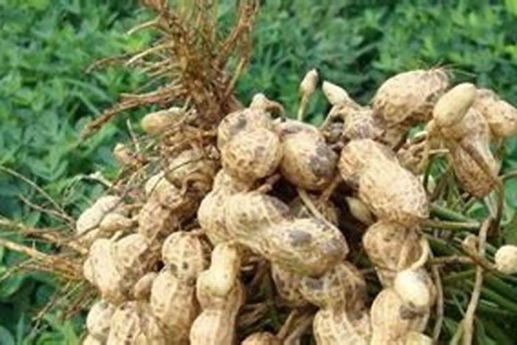 沤肥要1年？加点料,1个月就能用