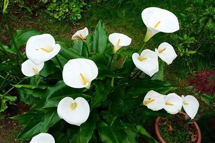 海芋用什么花肥