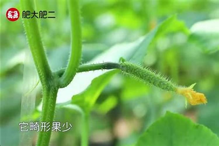 叶面肥料的相关质量标准有哪些？怎样简易识别？