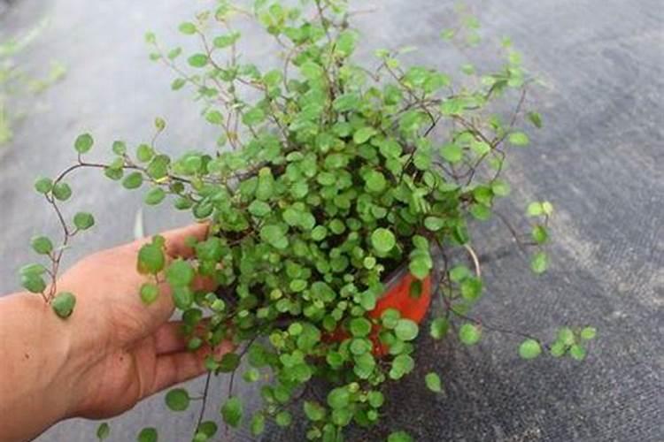 千叶兰的养护方法