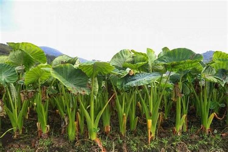 棉花落桃要注意,如何防治棉花落桃？