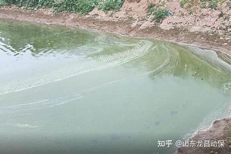 陈春永养殖技术之做好以下三点让你的池塘安全度过“白露劫”