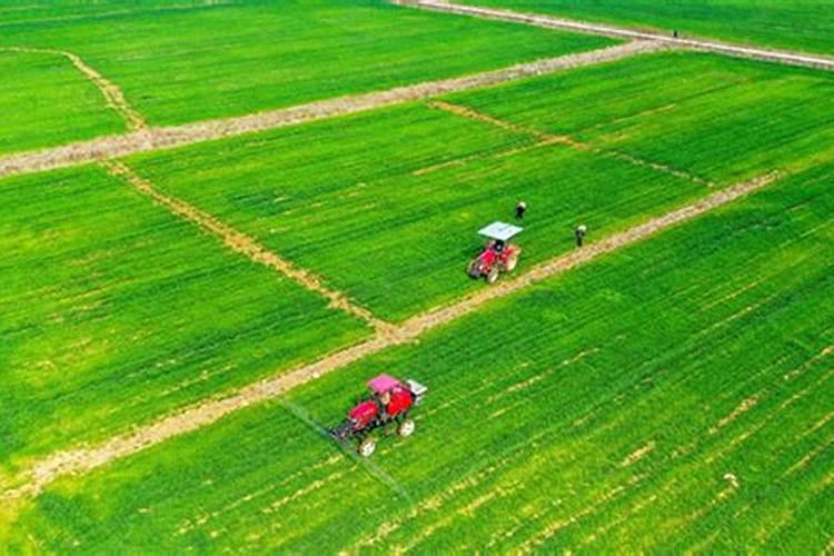 稻子的栽培方法 水稻种植技术和步骤