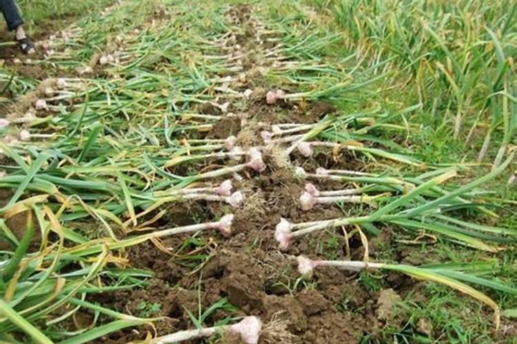 氮磷钾三种肥对植物的作用是什么？如何使用？