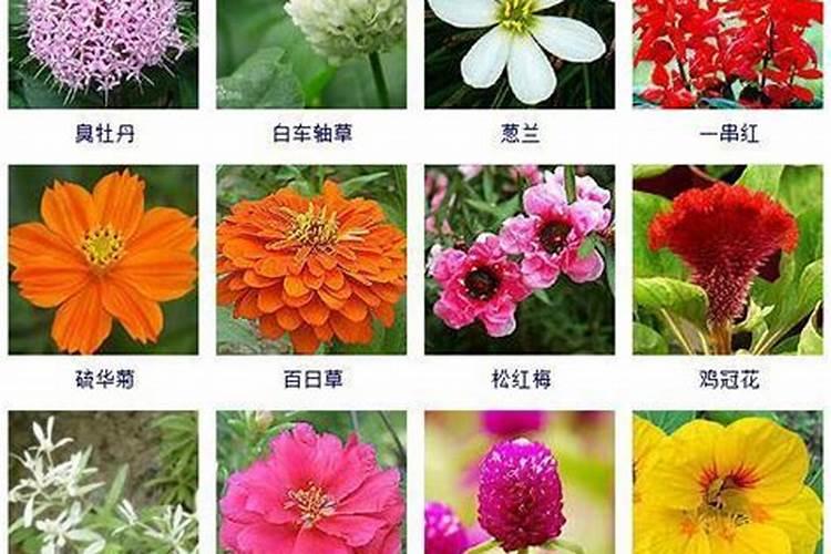 秋天芍药花要施肥吗