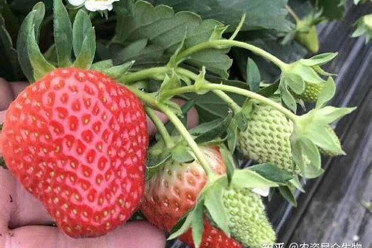 草莓上如何施水溶肥促幼果膨大？施用方法