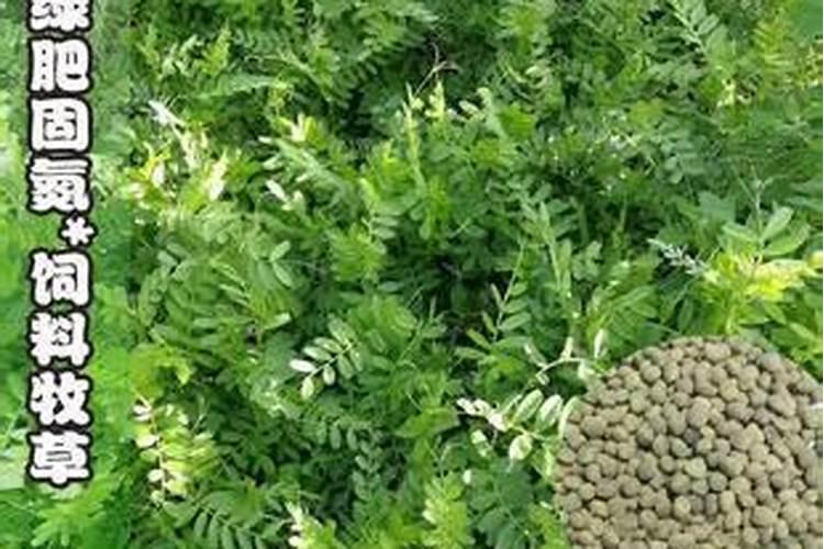 猕猴桃钙肥什么时候施最好