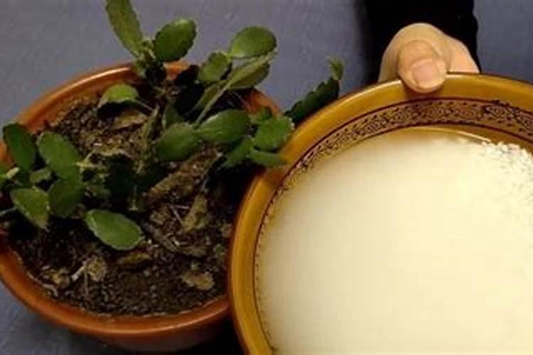 请教把黄豆粉碎是否养花用？