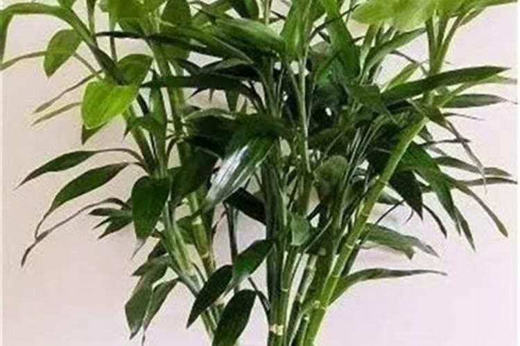 水插富贵竹什么时候加肥啊