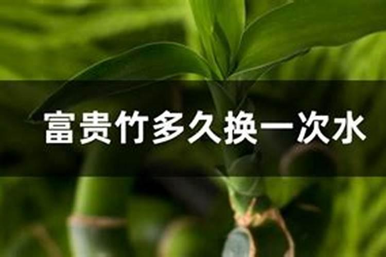 富贵竹生根后是不是就算养活了