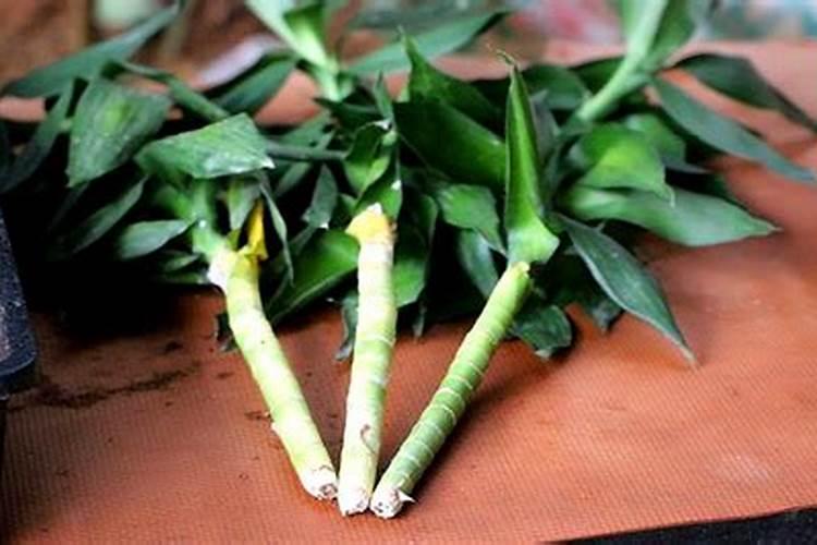 富贵竹怎么施肥