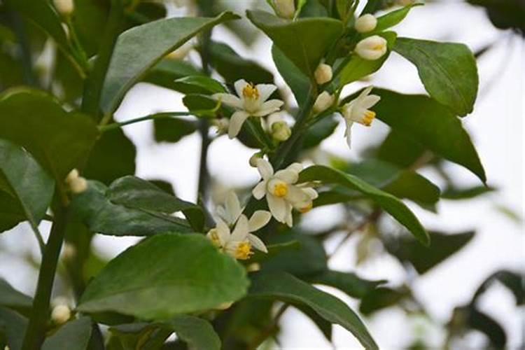 桔子开花期施什么肥好？